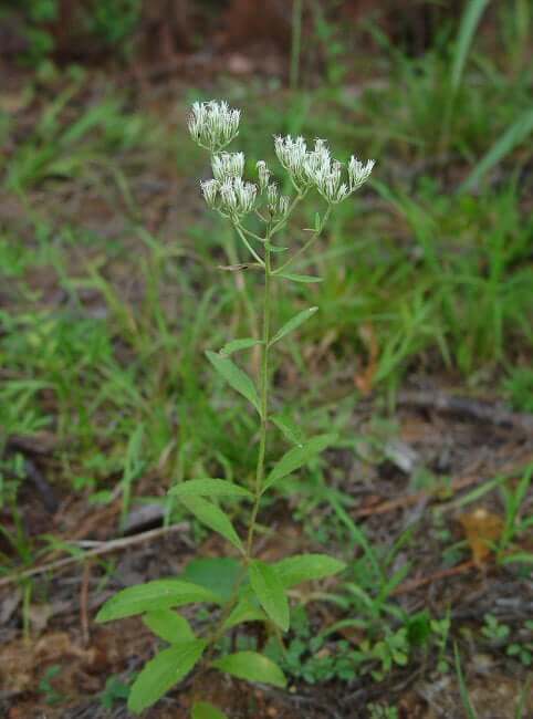 Eupatorium album plant