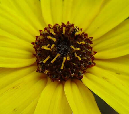 Helianthus atrorubens disk