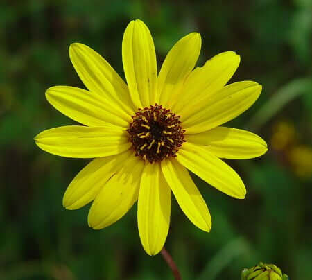 Helianthus_atrorubens_flowers