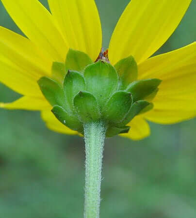 Helianthus_atrorubens_involucre