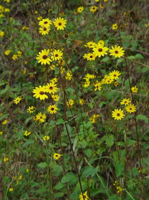 Helianthus atrorubens plant