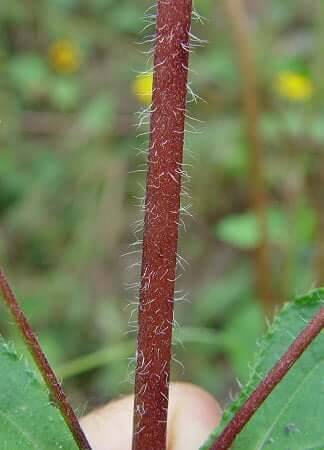 Helianthus_atrorubens_stem