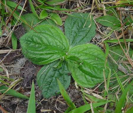 Helianthus radula basals