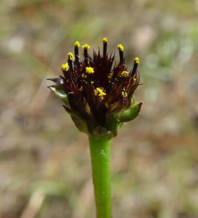 Helianthus_radula_flowers