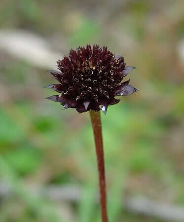 Helianthus radula fruits