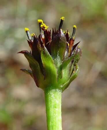 Helianthus radula involucre