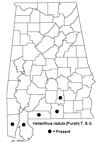 Helianthus radula map