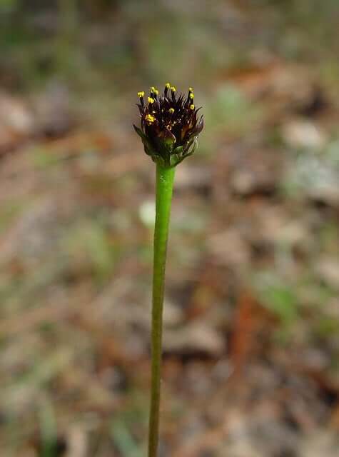 Helianthus radula plant