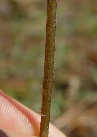 Helianthus_radula_stem