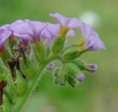 Heliotropium amplexicaule calyx