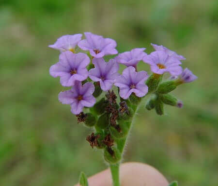 Heliotropium_amplexicaule_flowers