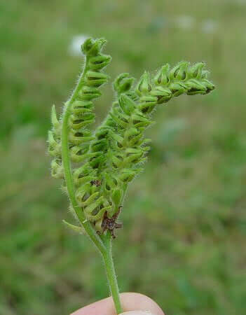 Heliotropium amplexicaule infructescence