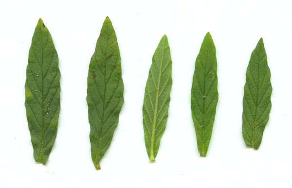 Heliotropium_amplexicaule_leaves
