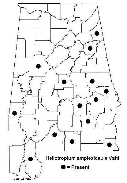 Heliotropium_amplexicaule_map