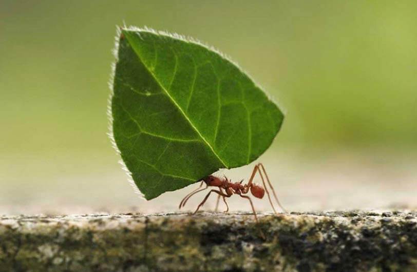 How Much Does an Ant Weigh