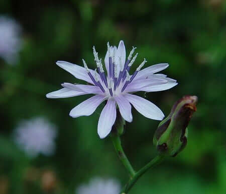 Lactuca_floridana_flowers