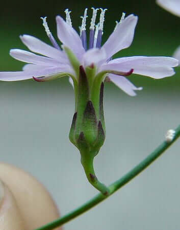 Lactuca floridana involucre