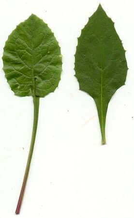 Lactuca floridana leaves