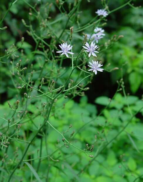 Lactuca floridana plant