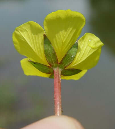 Ludwigia peploides calyx