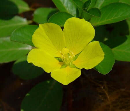 Ludwigia_peploides_flower