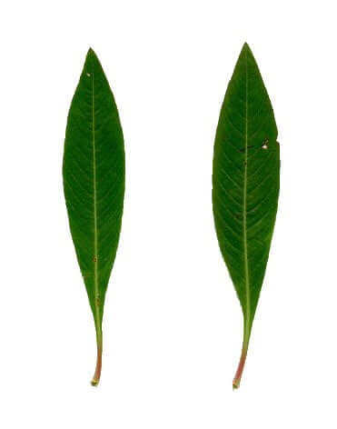 Ludwigia_peploides_leaves