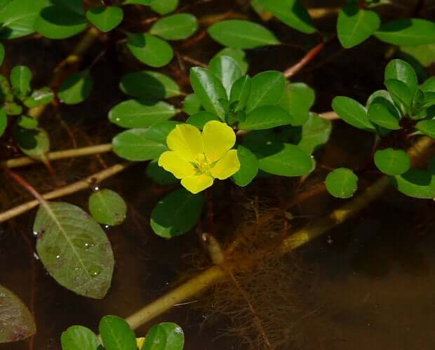 Ludwigia peploides plant