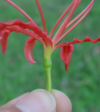 Lycoris radiata flora tube