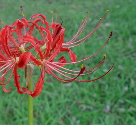 Lycoris_radiata_flower