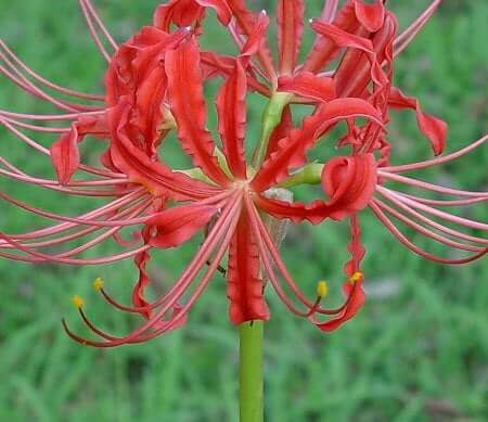 Lycoris radiata flower