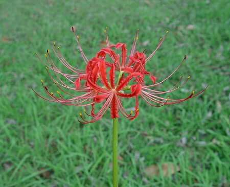 Lycoris radiata inflorescence