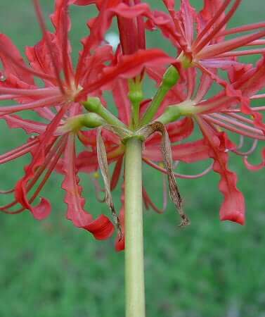 Lycoris_radiata_inflorescence2