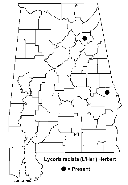 Lycoris radiata map