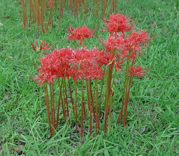 Lycoris radiata plant