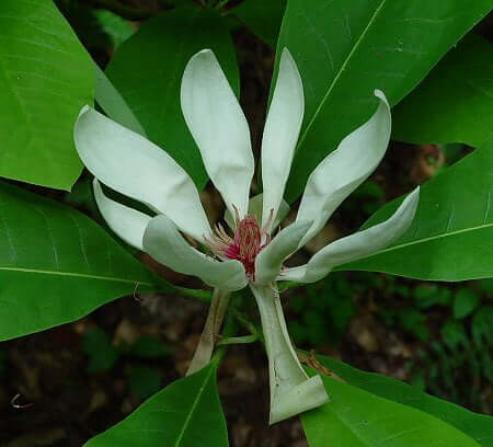 Magnolia tripetala flower