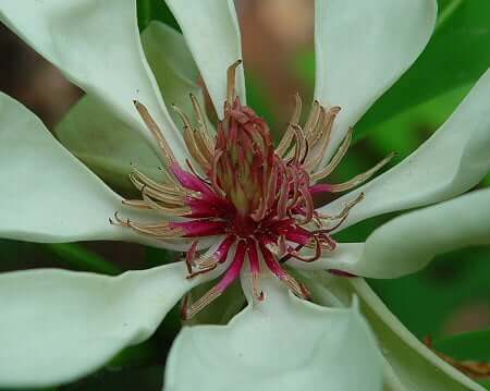 Magnolia tripetala flower