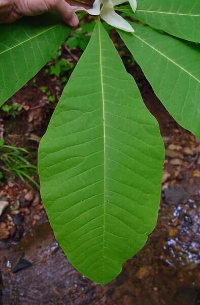 Magnolia_tripetala_leaf