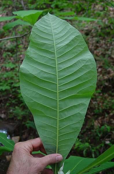 Magnolia tripetala leaf