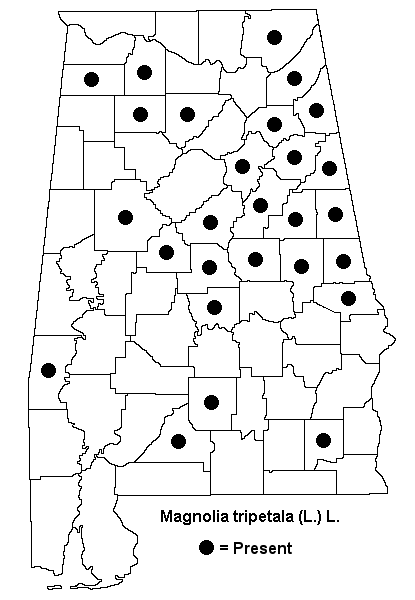 Magnolia tripetala map