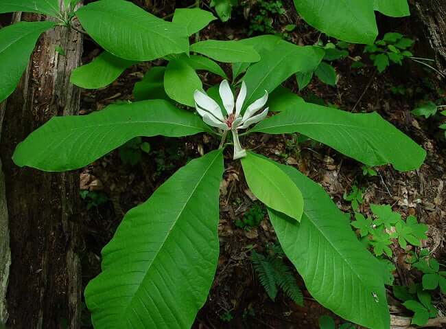 Magnolia tripetala plant