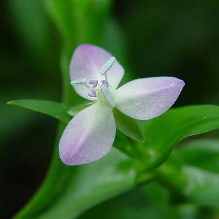 Murdannia_keisak_flower