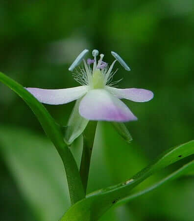 Murdannia keisak flower