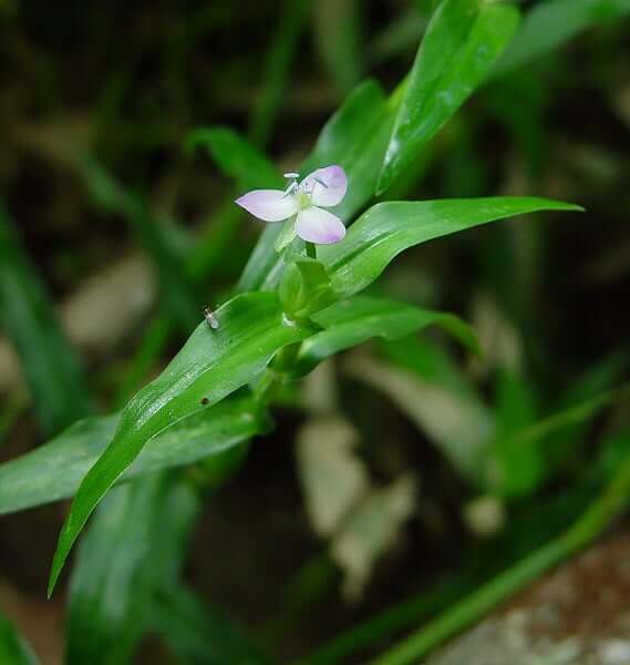 Murdannia keisak plant