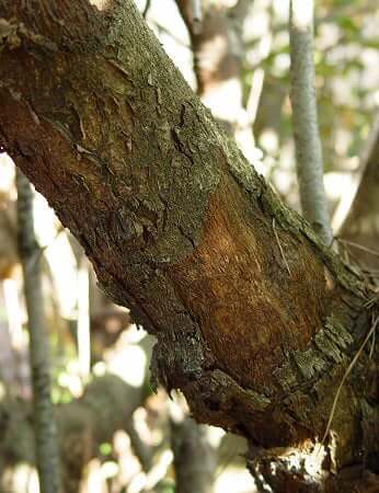 Photinia_serratifolia_bark