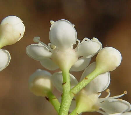 Photinia_serratifolia_calyx