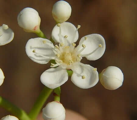 Photinia serratifolia flower
