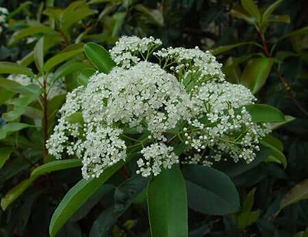 Photinia serratifolia inflorescence