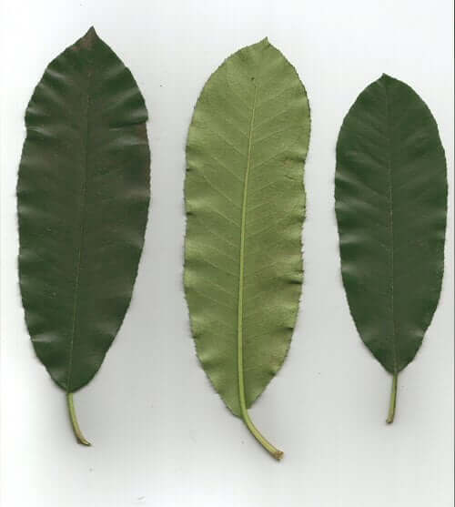 Photinia serratifolia leaves