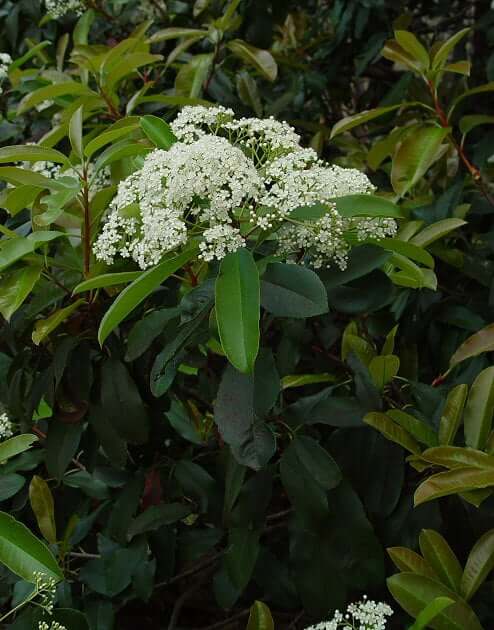 Photinia serratifolia plant