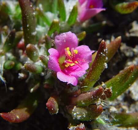 Portulaca pilosa flower